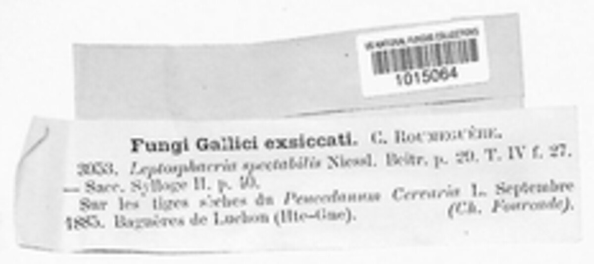 Nodulosphaeria spectabilis image